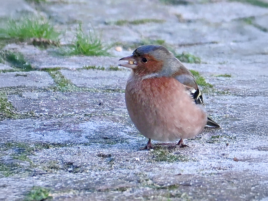 Vink
