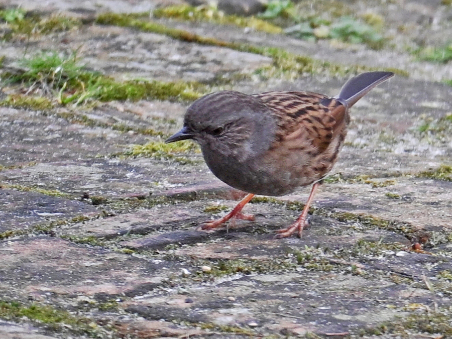 Heggenmus