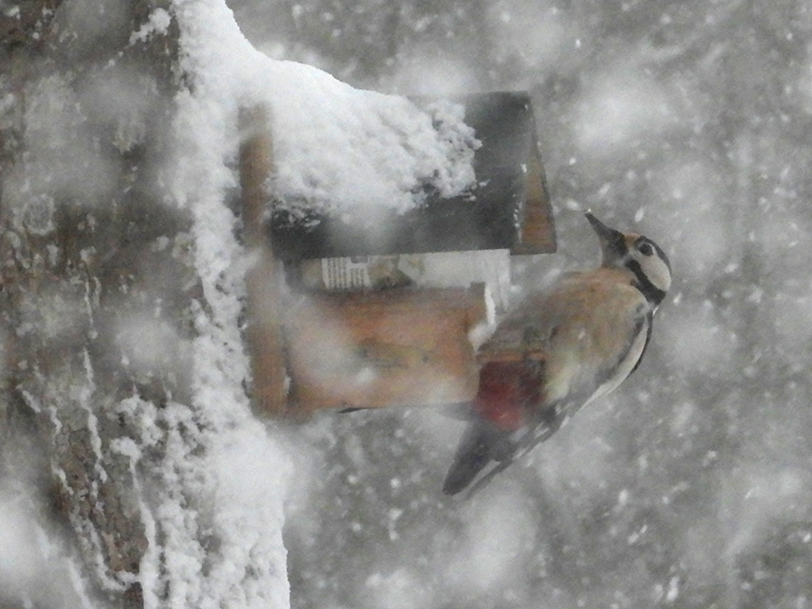 Sneeuwstorm