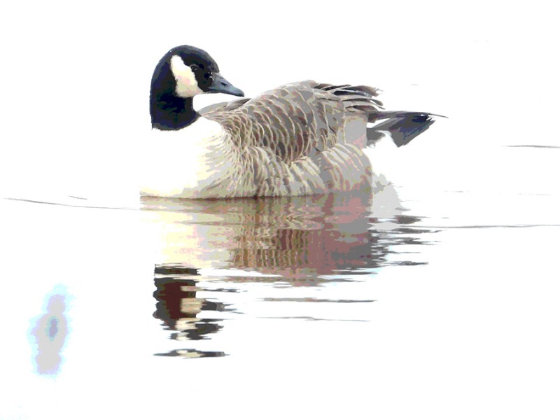 Canadese gans