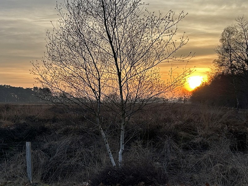 Late zon