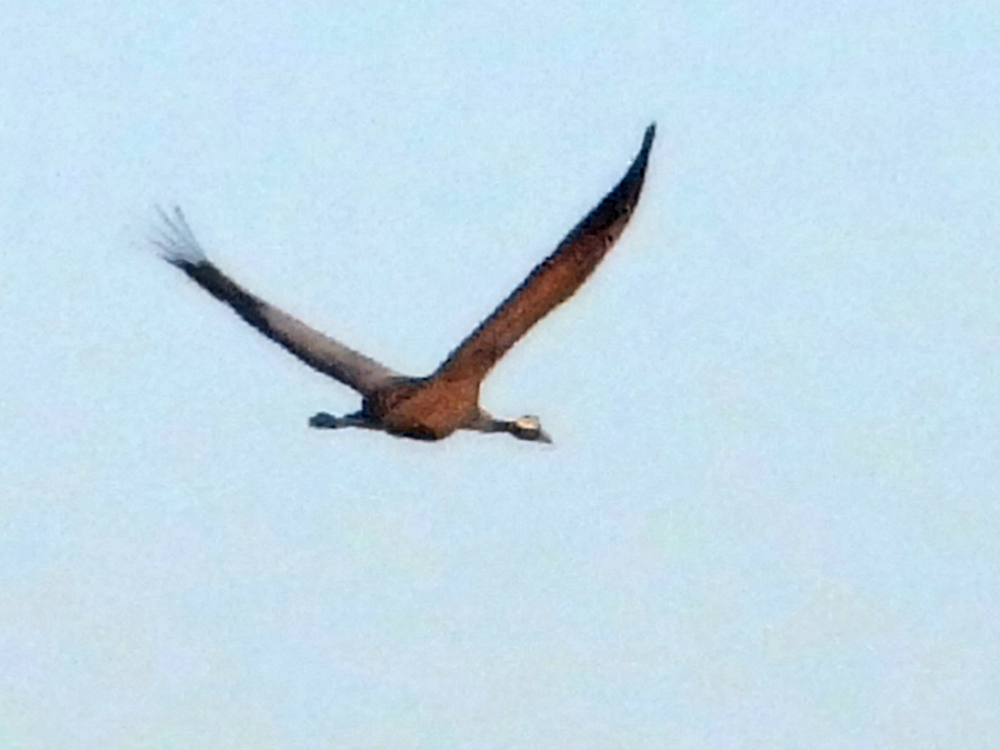 Kraanvogel