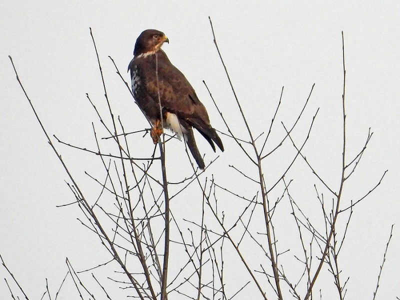 Buizerd