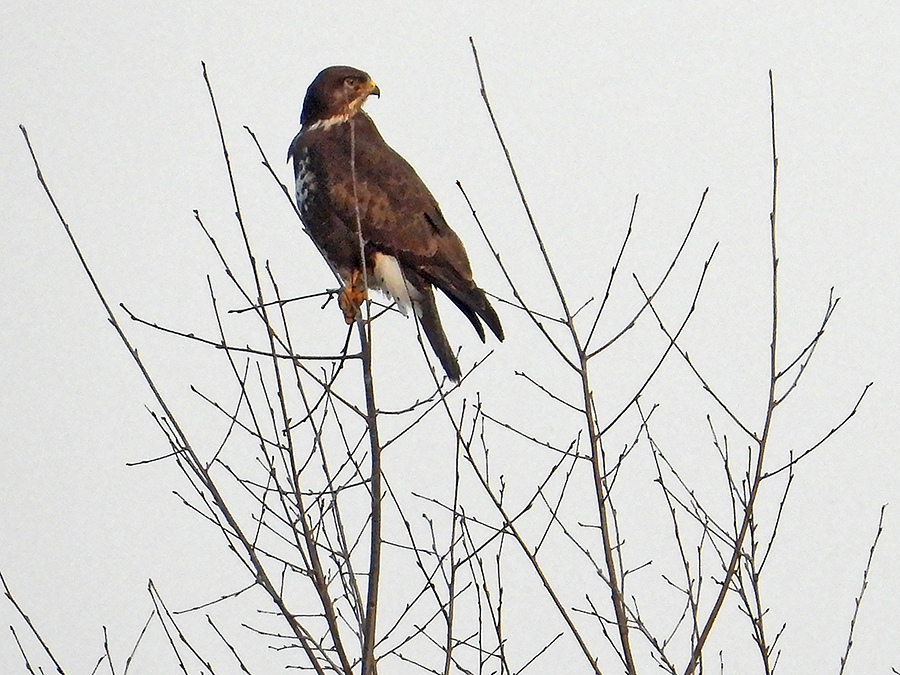 Buizerd