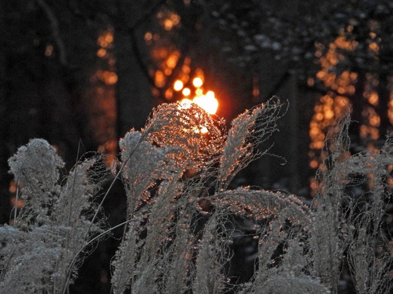 Late zon