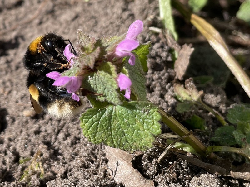Aardhommel
