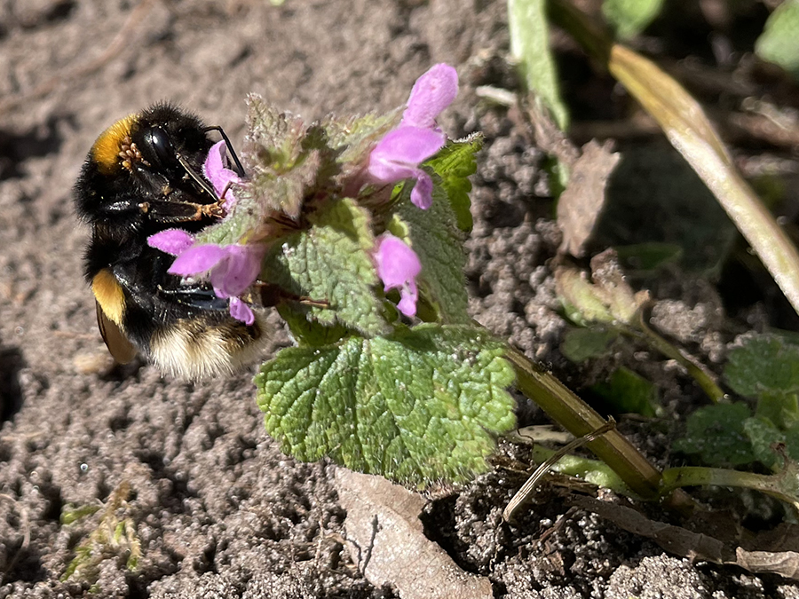 Aardhommel