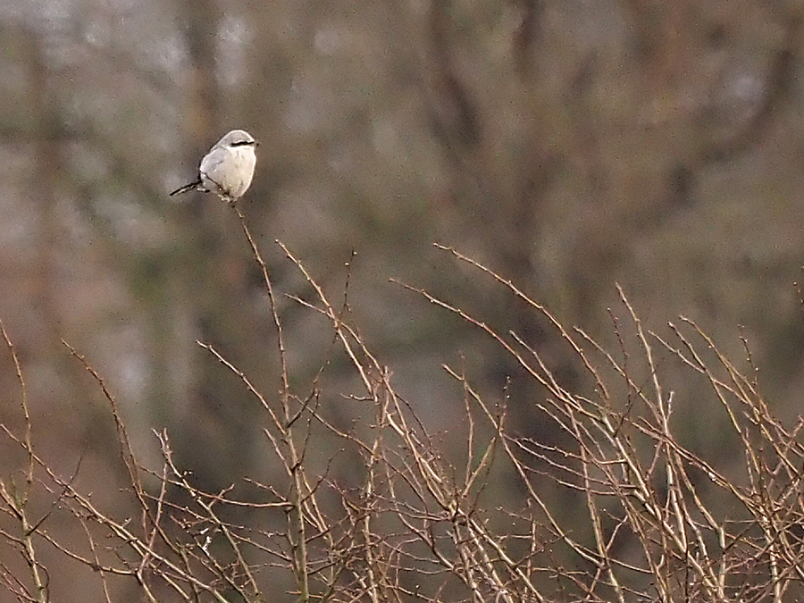 Klapekster
