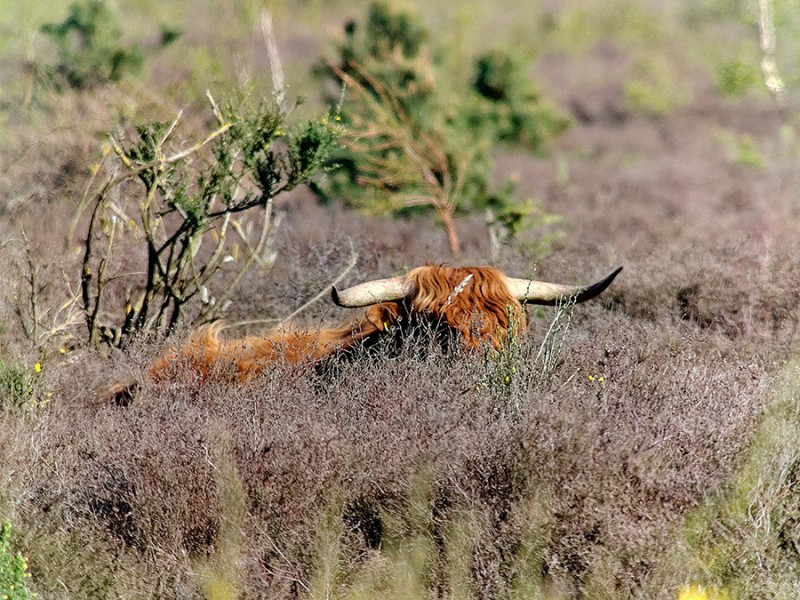 Schotse Hooglander