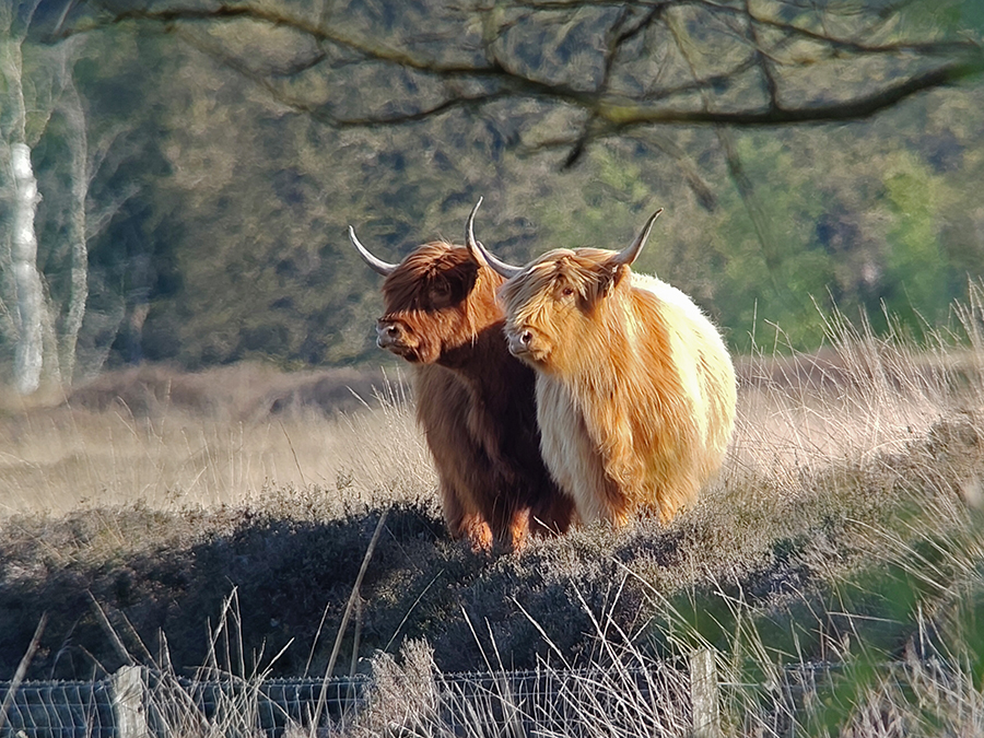 Duo