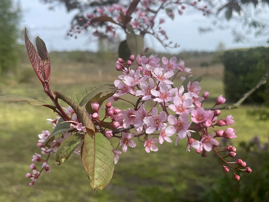 Prunus