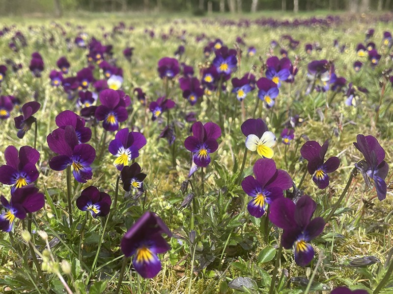 Violen
