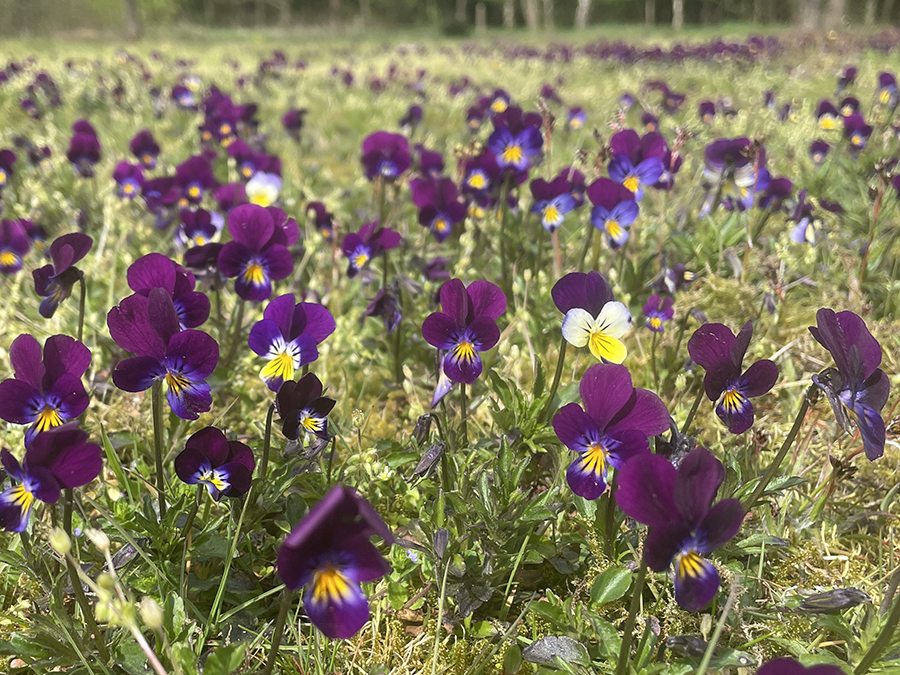 Violen