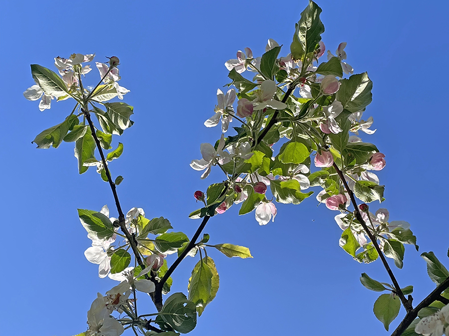 Appelbloesem