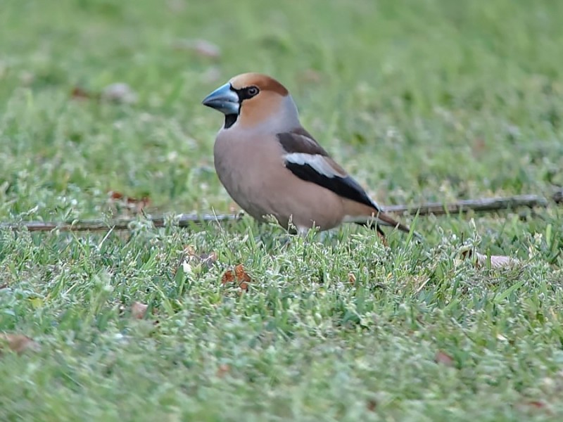 Appelvink