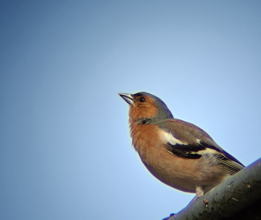 Vink