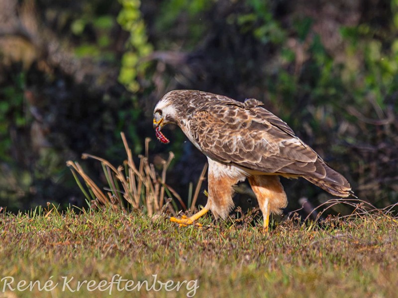 Buizerd
