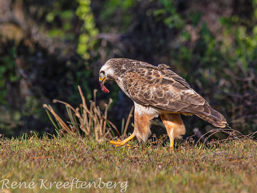 Buizerd