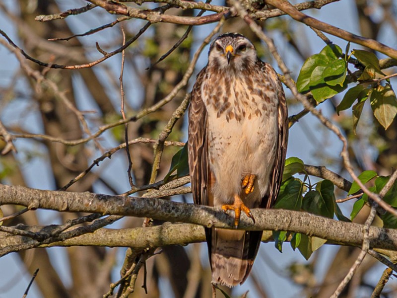 Buizerd