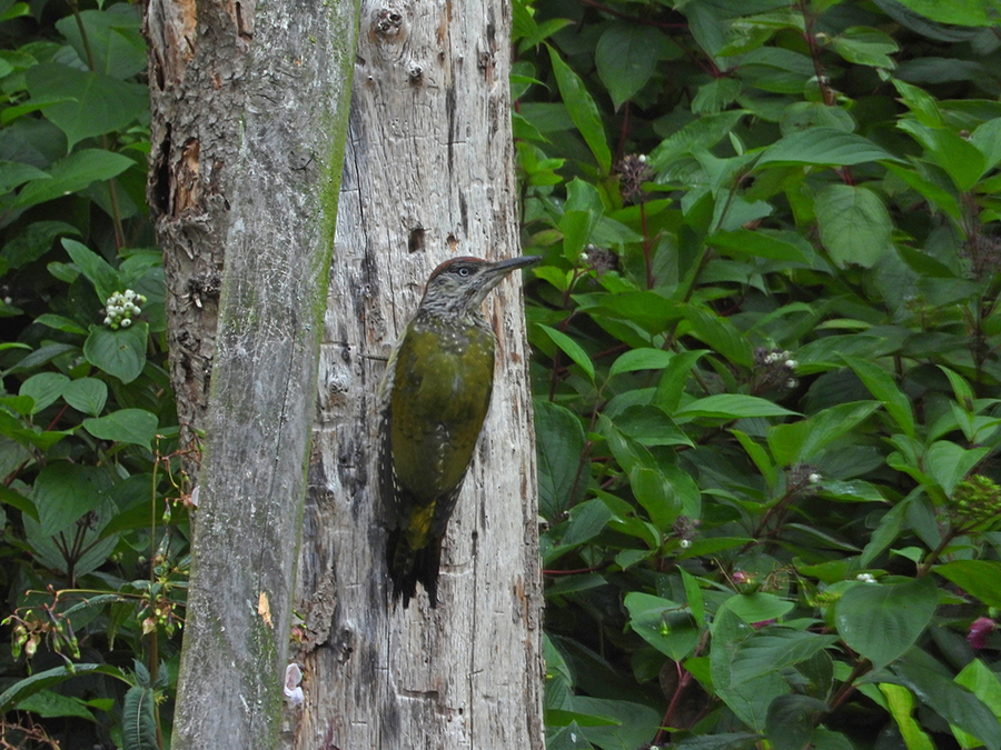 DSCN5522.kl jpg
