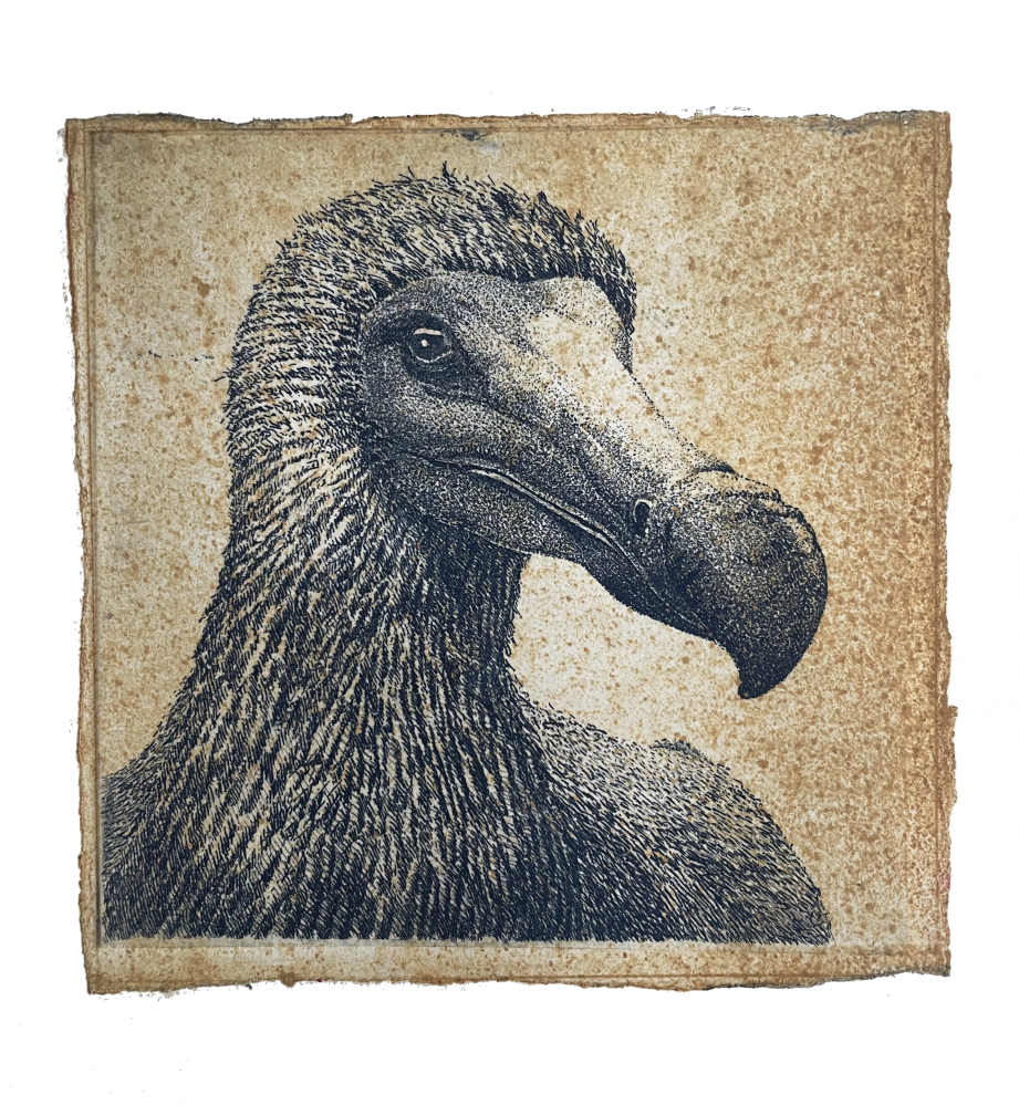 dodo.vrij