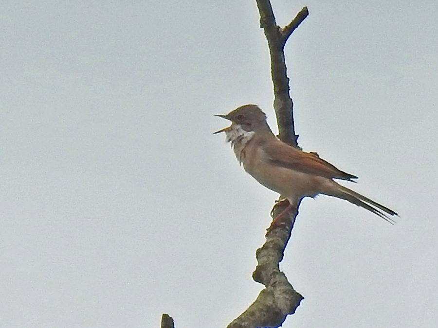Grasmus