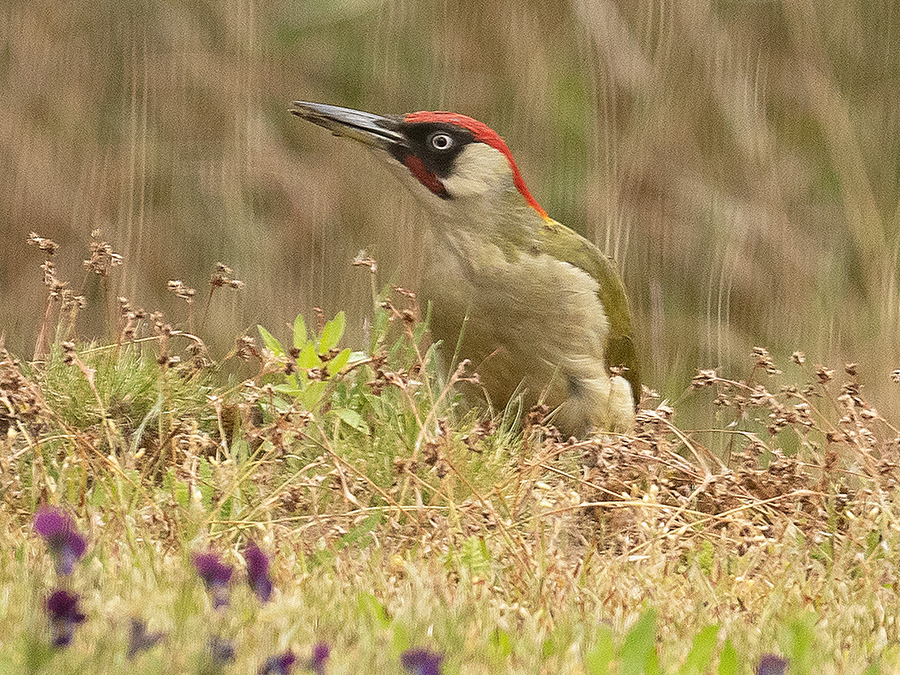 Groene specht