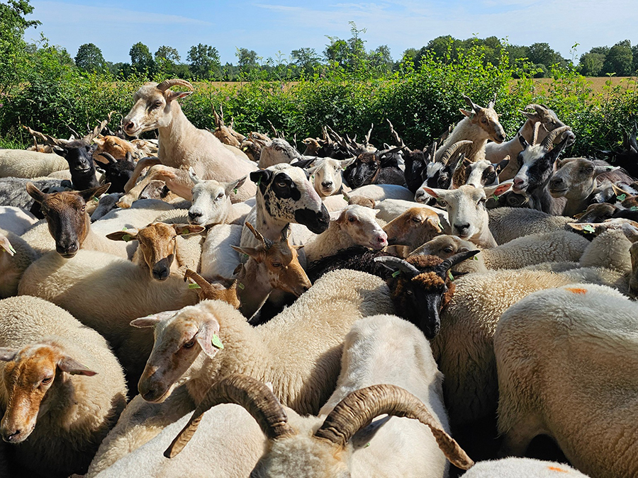 Hulptroepen