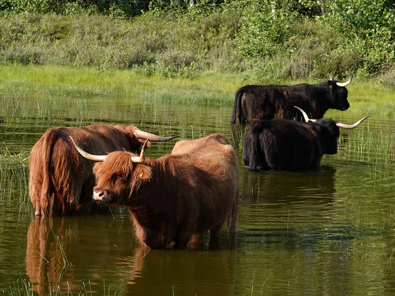 Schotse Hooglanders
