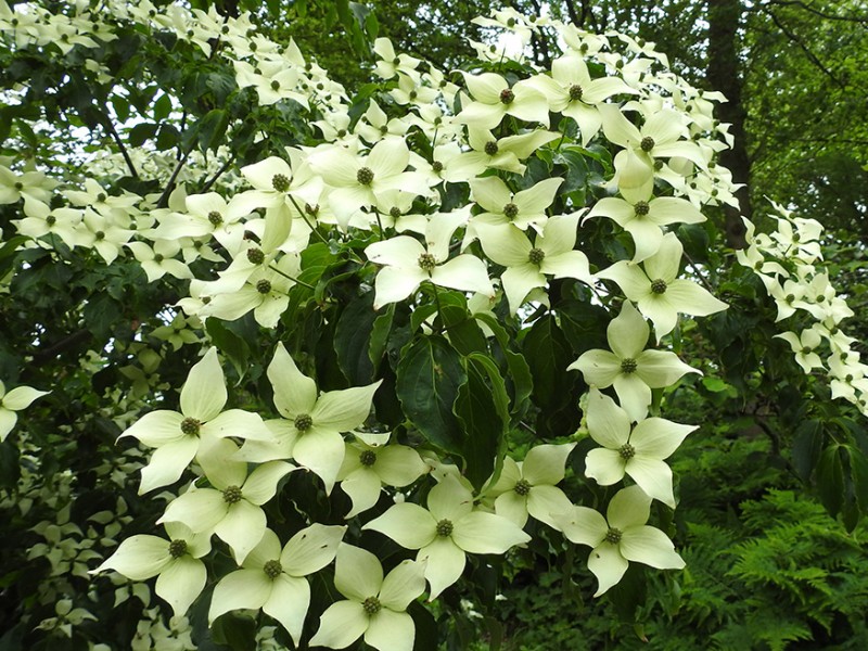 Cornus Kousa