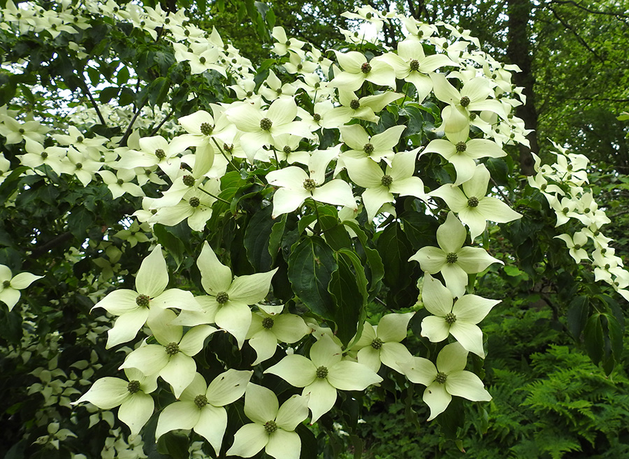 Cornus Kousa