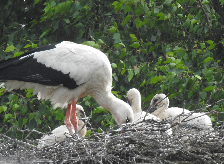 Kuikens
