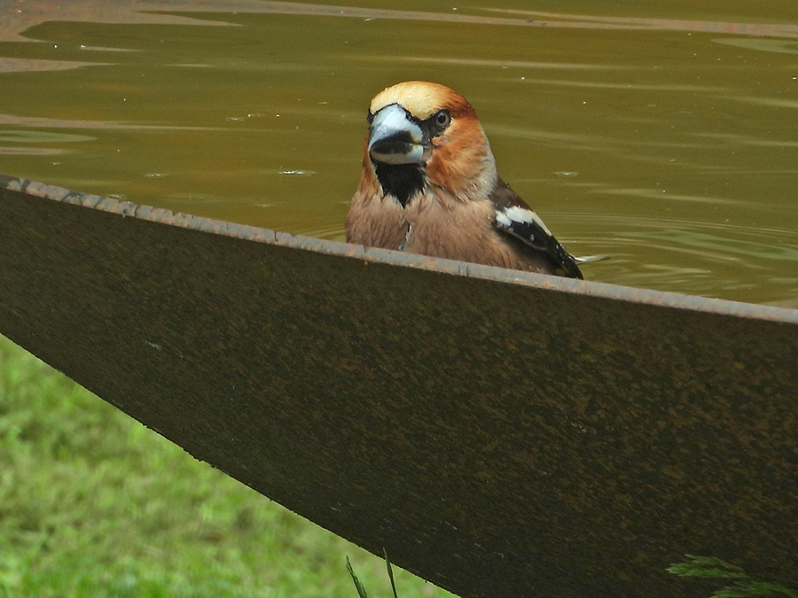 Appelvink