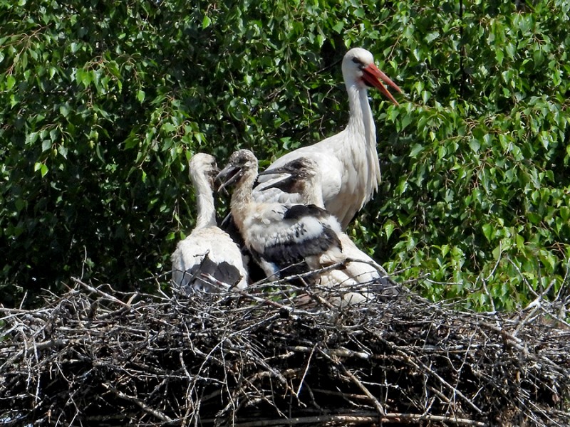 Kleintjes