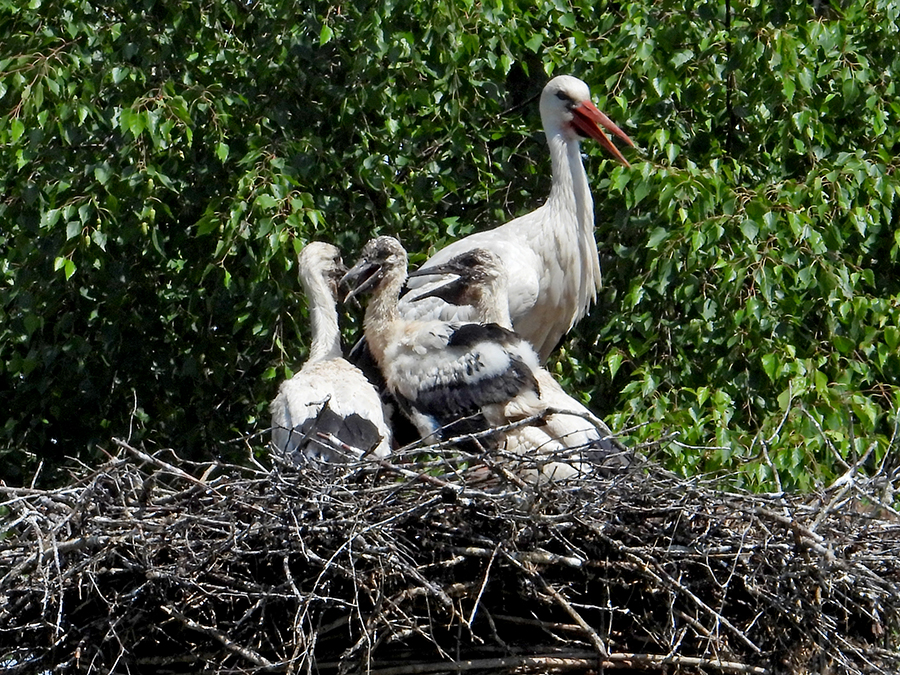 Kleintjes