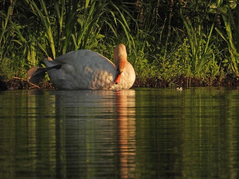 Zwaan