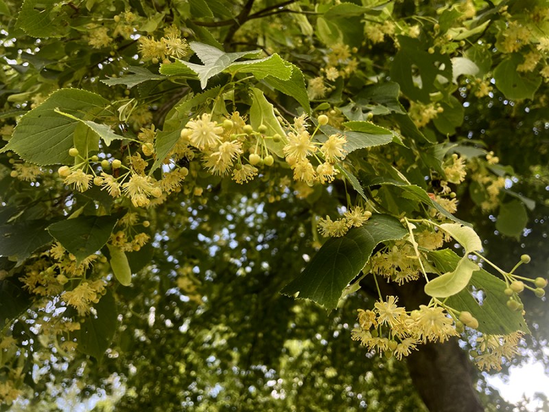 Lindenbloesem