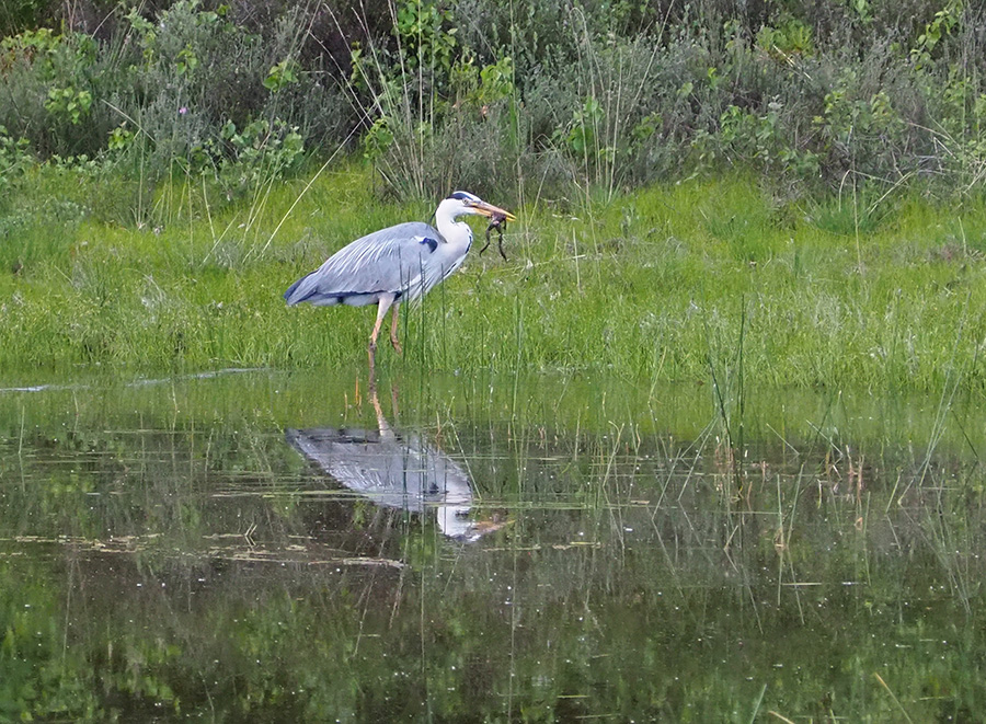 Reiger