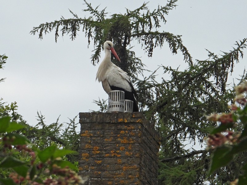 Nog een nest?