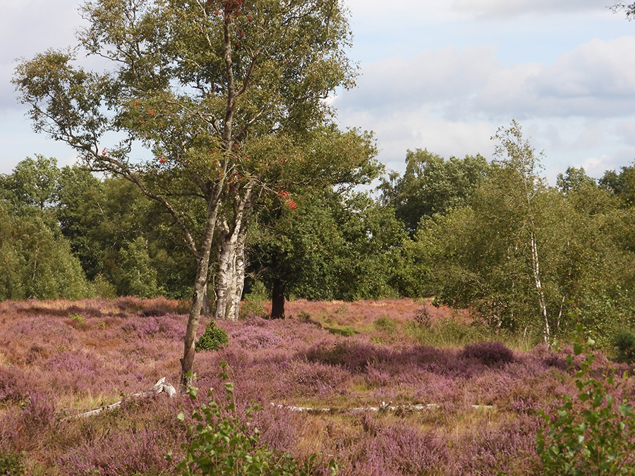Heide