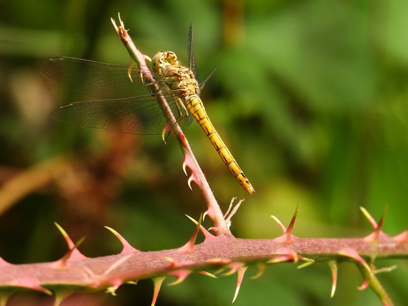 Heidelibel