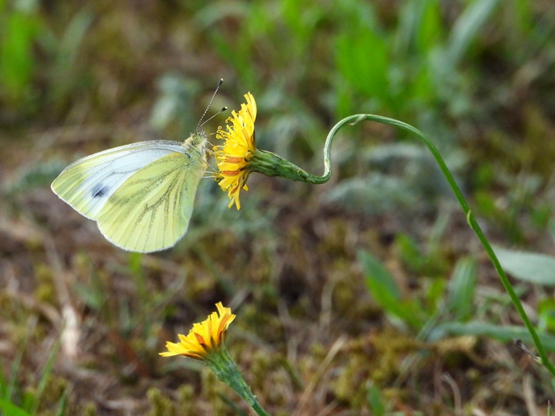 Wit vlindertje