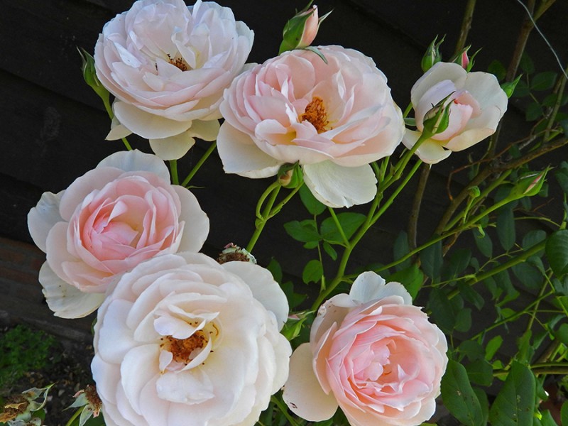 Rozen
