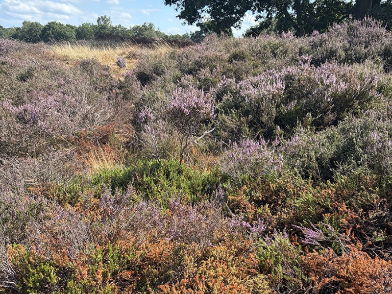 De heide bloeit