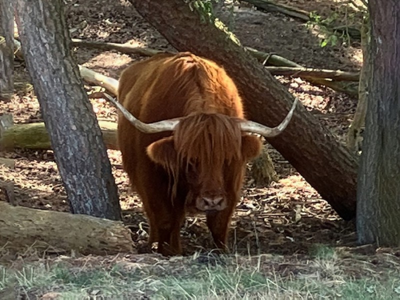 Imposante Hooglander