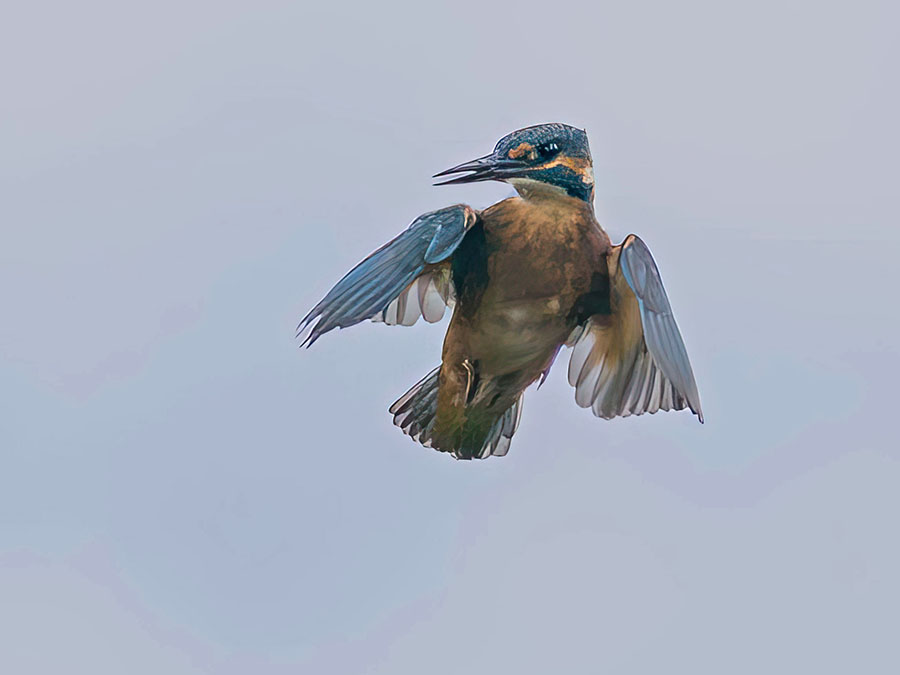 In vlucht gevangen