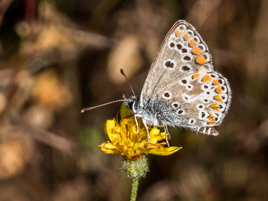 Bruin blauwtje
