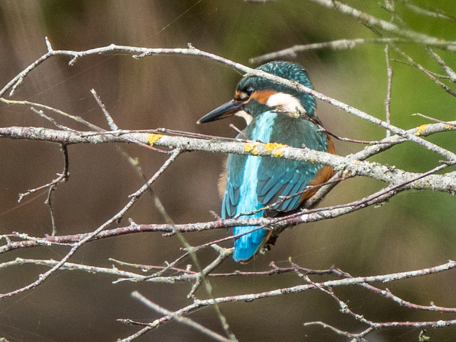 IJsvogel