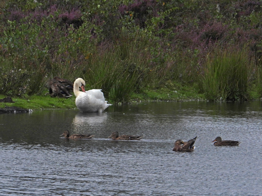 Zwaan