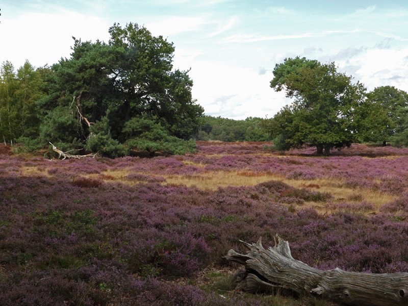 Heide 2